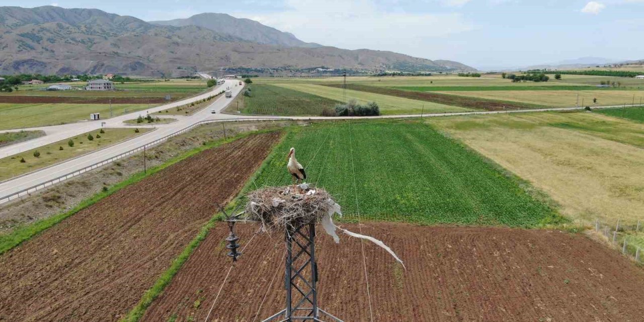 Elazığ’daki Köy, 10 Leylek Yuvasına Ev Sahipliği Yapıyor