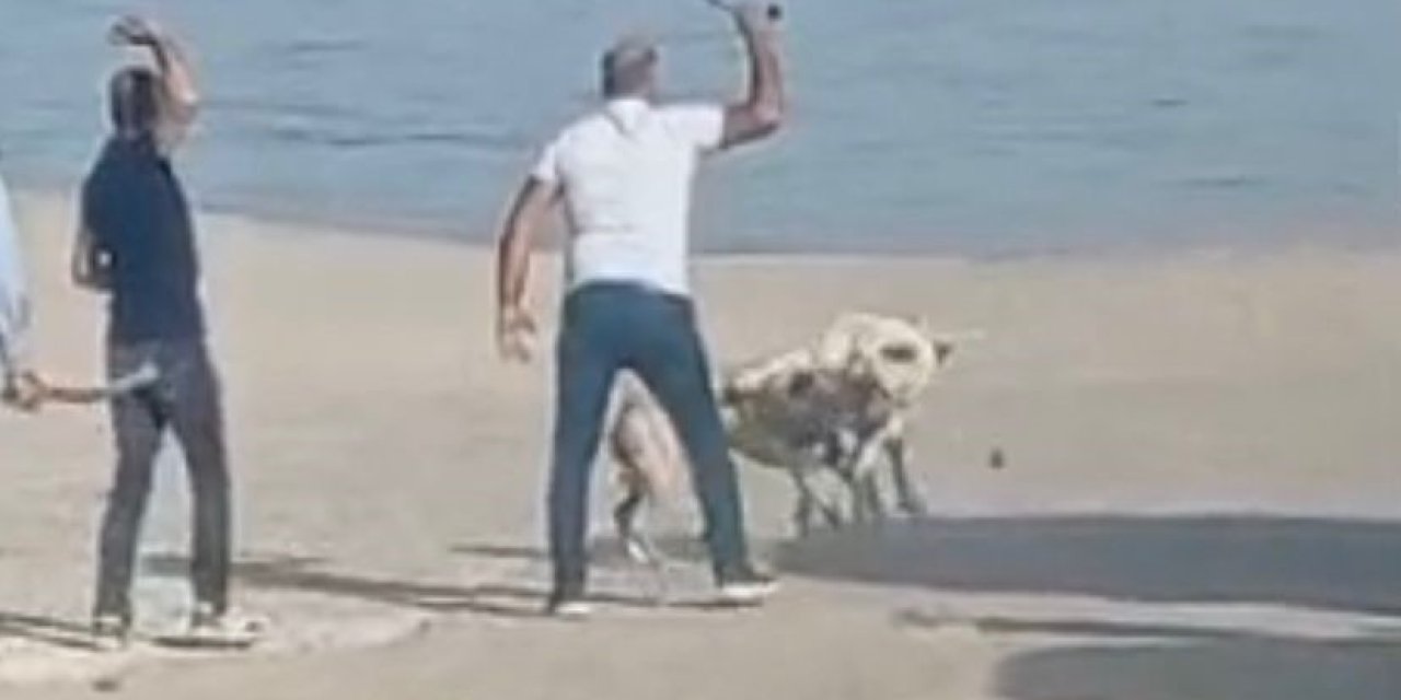 Başı Boş Köpeklerin Kavgasını Vatandaşlar Sopa İle Ayırdı