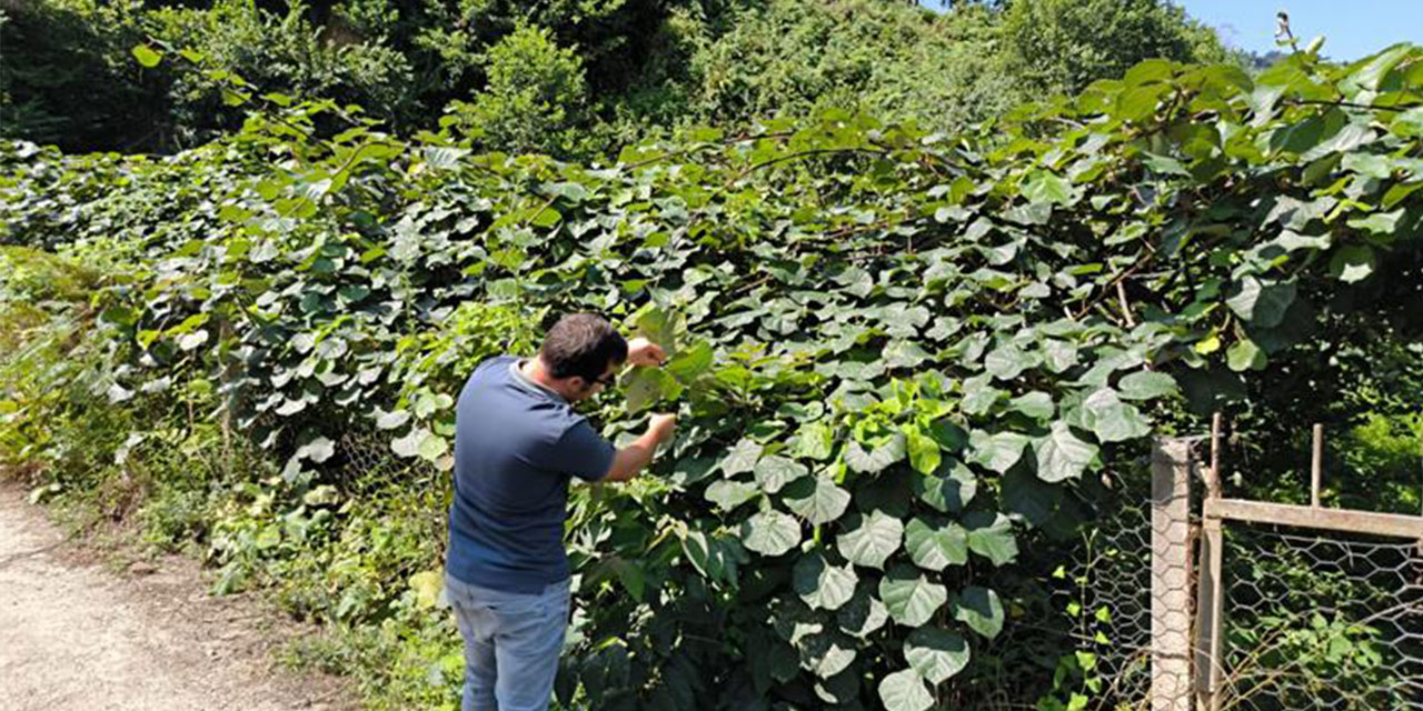 ​Rize’de kivide bakteriyel kanser survey çalışmaları devam ediyor