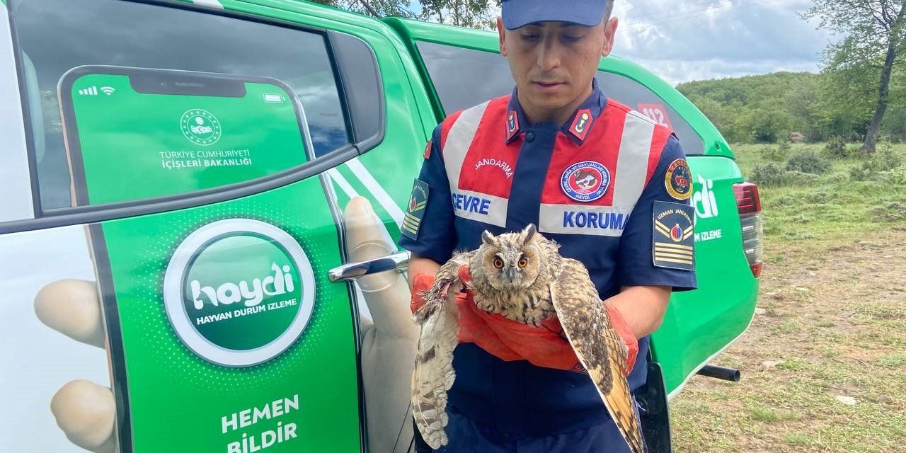 Kanadı Kırık Baykuşa Jandarma Şefkati