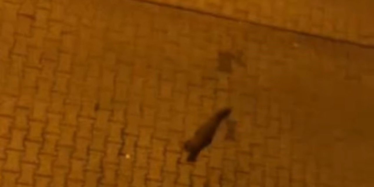 Şehir Merkezindeki Porsuk Vatandaşlar Tarafından Görüntülendi