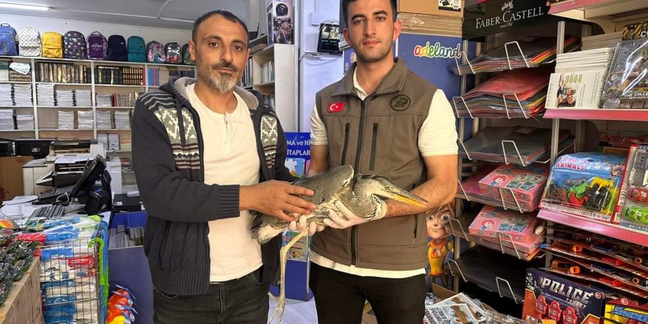 Iğdır’da Yaralı Gri Balıkçıl Tedavi Altına Alındı