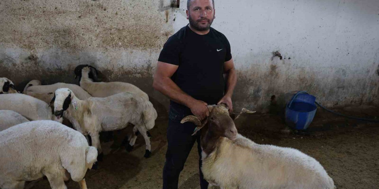 Başıboş Köpek Sürüleri Dehşet Saçtı, Onlarca Hayvan Telef Oldu