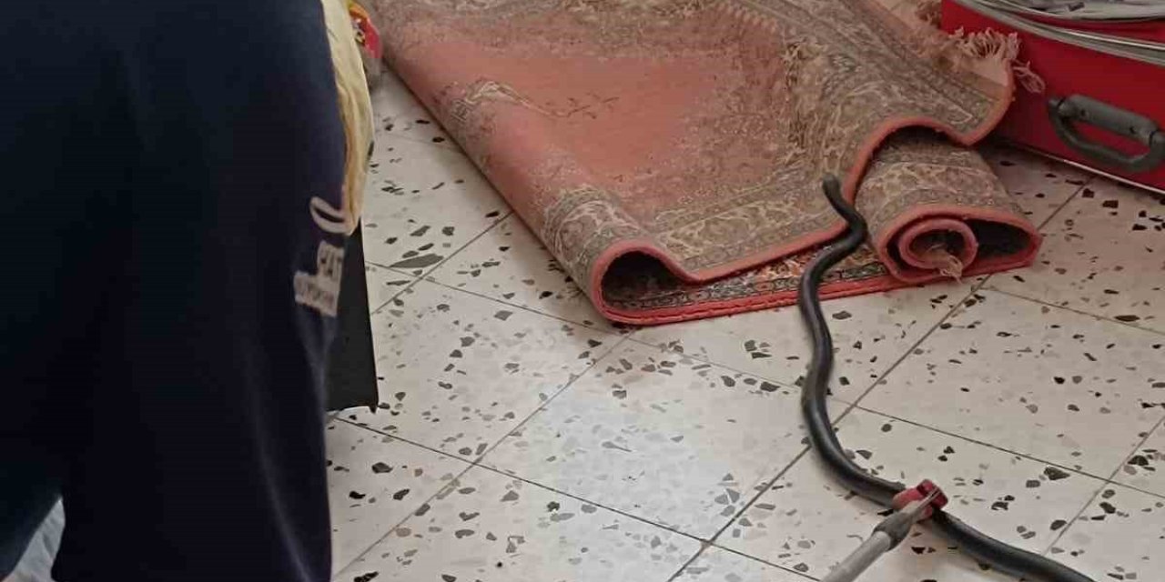 Hatay’da Eve Giren Yılan Korkuttu