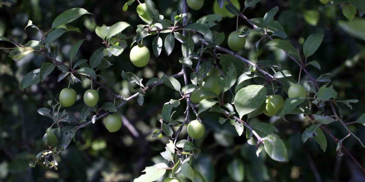 Eyüpsultan’da İnsan Odaklı Ve Çevreci Proje: Ekolojik Yaşam Çiftliği