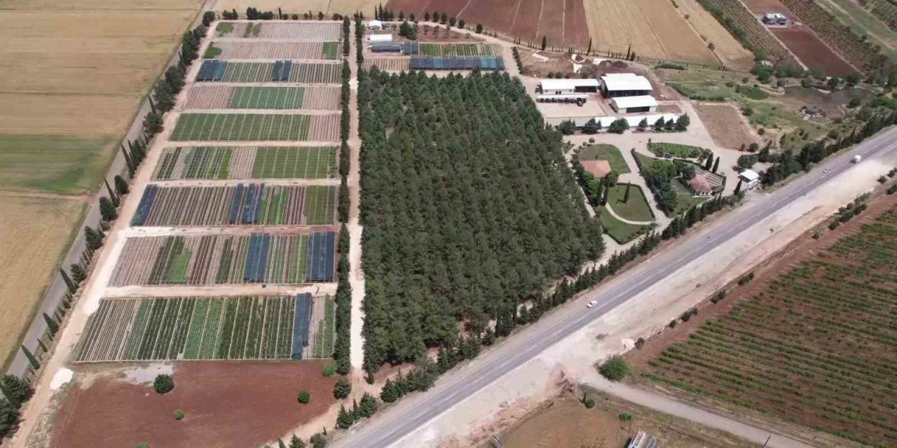 Yılda 1 Milyona Yakın Fidan Üretimi Yapılıyor