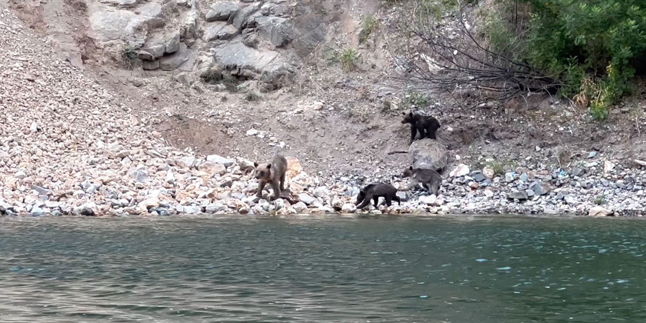 Artvin'de Çoruh Nehri'nden su içen ayı ve yavruları görüntülendi
