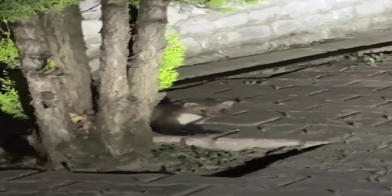 Safranbolu’da Sansar Cep Telefonuyla Görüntülendi