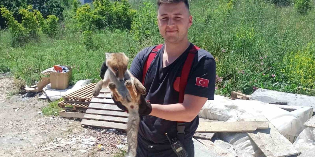Yalova’da Binanın Bodrumuna Giren Tilkiyi İtfaiye Kurtardı