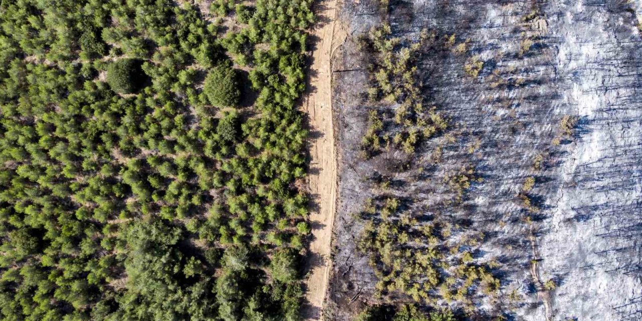 Manisa’da Ormanlara Giriş Yasağı Başladı