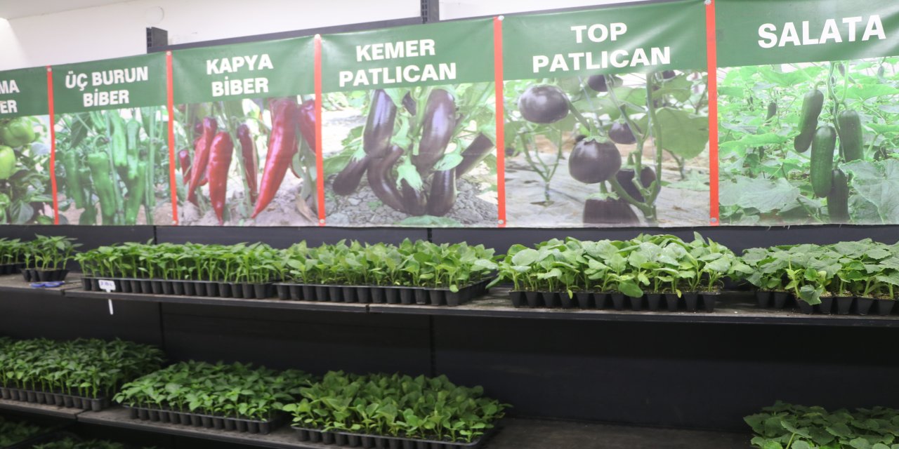 Rize’de Geç Gelen Yaz, Sebze Fidesi Satışlarını Etkiledi