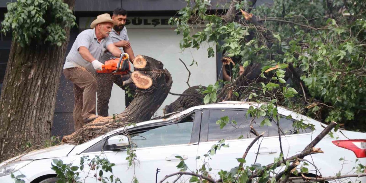 Iğdır’da Faciadan Dönüldü: Asırlık Ağaç Aracın Üzerine Devrildi