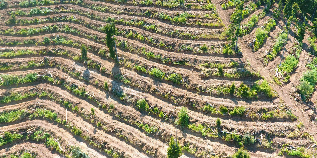 Artvin’de bozuk orman sahaları ve doğal afetlerde zarar görmüş alanlar fidan dikimi için hazırlanıyor