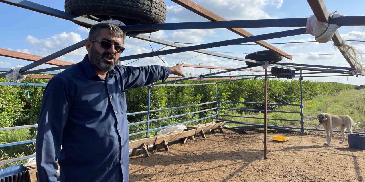 5 Kangal Köpeği Uyutarak, 45 Kurbanlık Koyunu Çaldılar