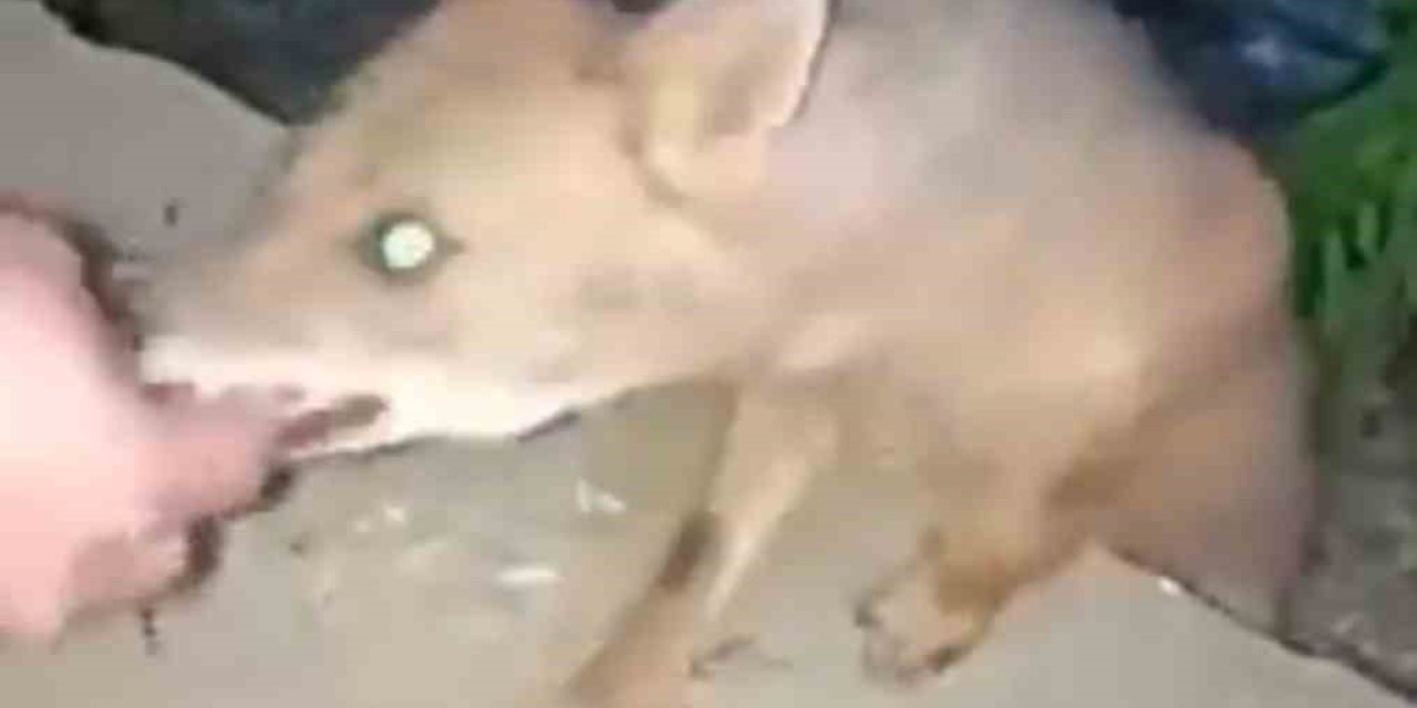 Bursa’da Aç Kalan Tilki Vatandaşın Elini Isırdı, Hastanede Kuduz Aşısı Oldu