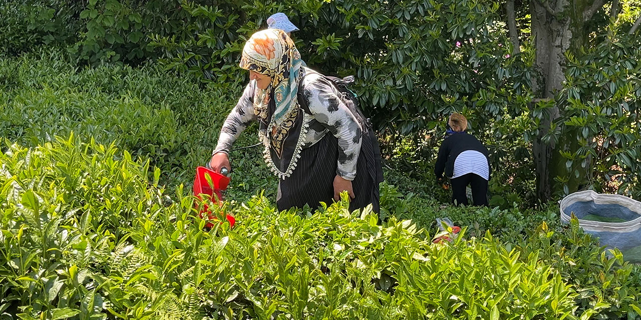 ‘Z’ kuşağının ilgisiz olduğu çayda işçi sorununa 'şarjlı makaslı' çözüm