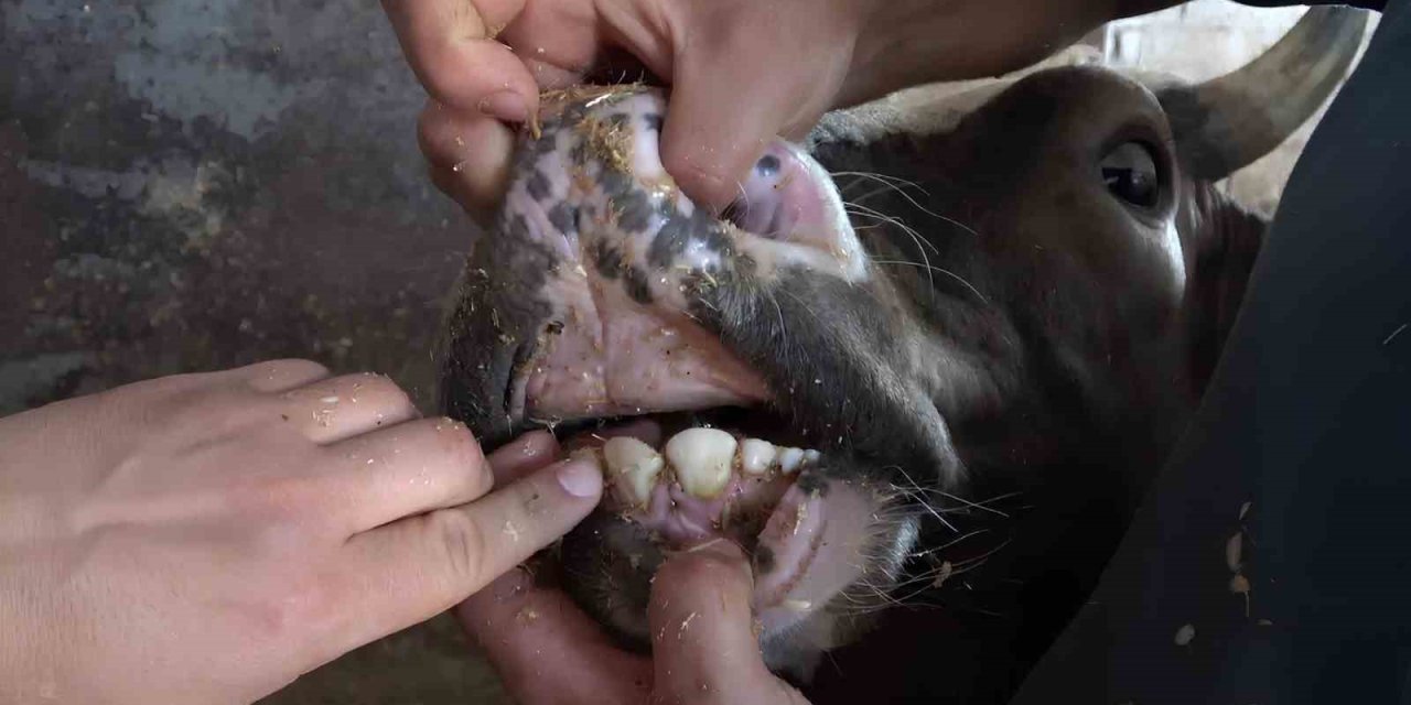 Veteriner Hekimden Kurbanlıklarda Yaş Ve Küpe Uyarısı