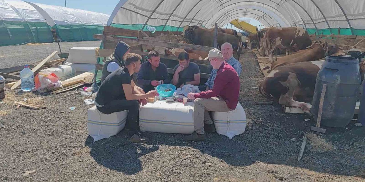 İstanbul’da Kurbanlıklar Pazara İndi