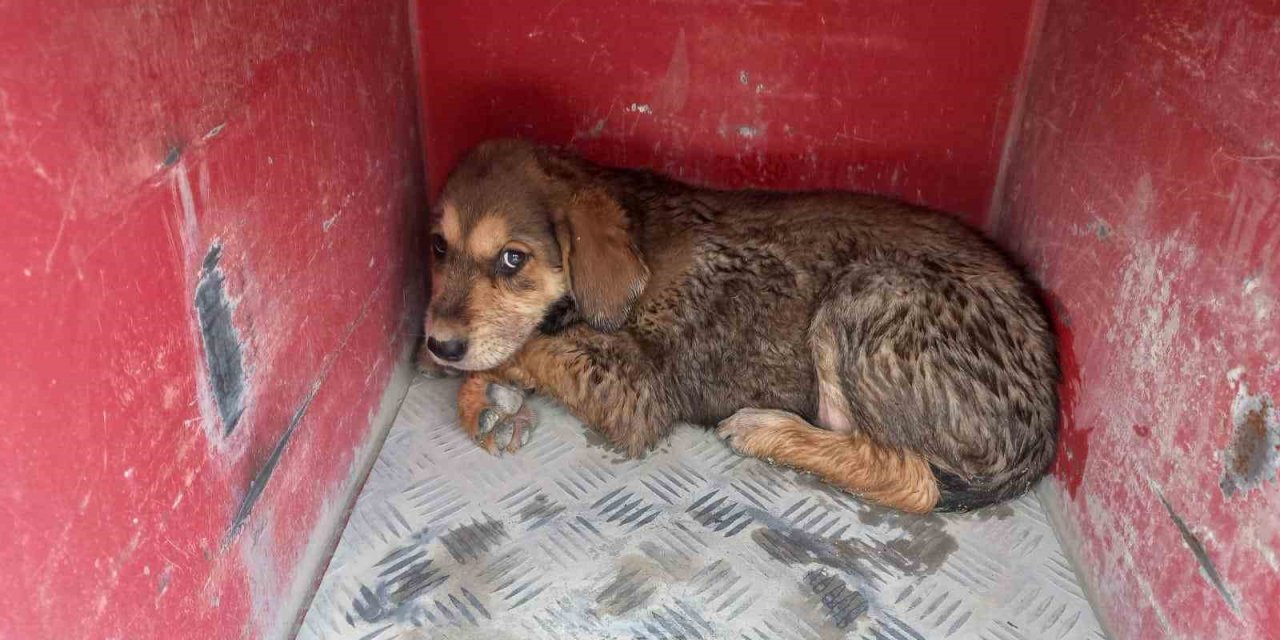 Samandağ’da Çukura Düşen Köpek Kurtarıldı