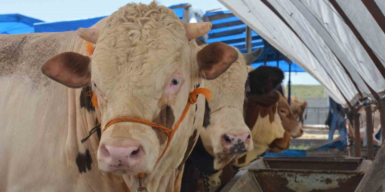 Ankara’daki Kurban Pazarlarında Hareketlilik Sürüyor