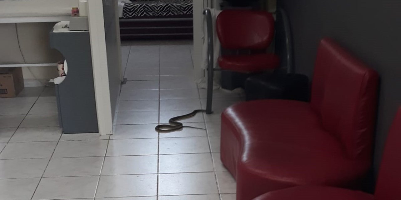 Kuaförde Yılan Paniği