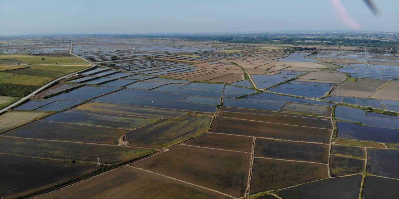Sofraların Vazgeçilmez Lezzeti Pirinç Ekiminde Kuraklık Endişesi