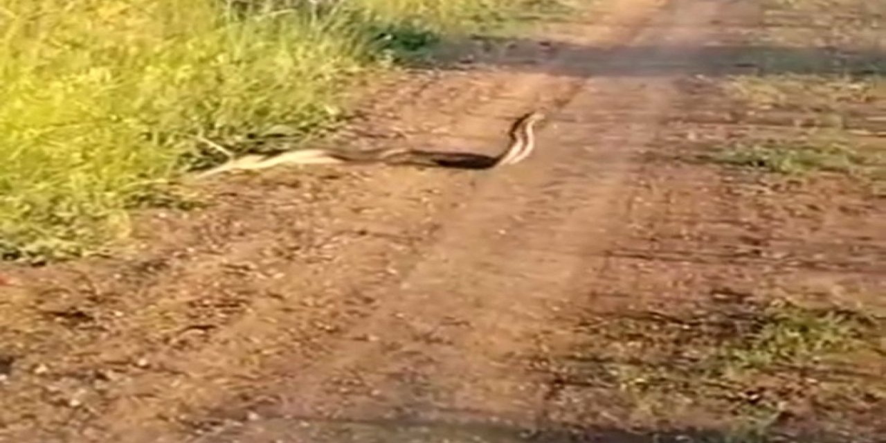 Kahramanmaraş’ta Yılanların Dansı Görüntülendi