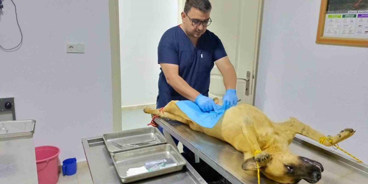 Osmaneli Belediyesi, Sokak Köpeklerini Kısırlaştırma Çalışmalarını Sürdürüyor