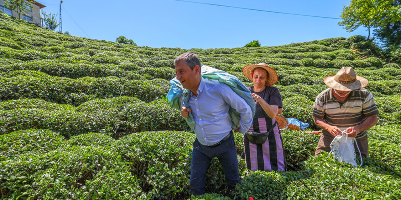CHP Genel Başkanı Özgür Özel, Rize'de çay hasadında bulundu