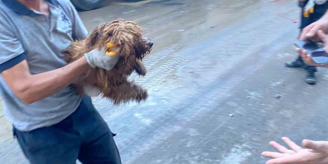Çöken Binanın Enkazından 12 Saat Sonra Bir Köpek Canlı Olarak Kurtarıldı