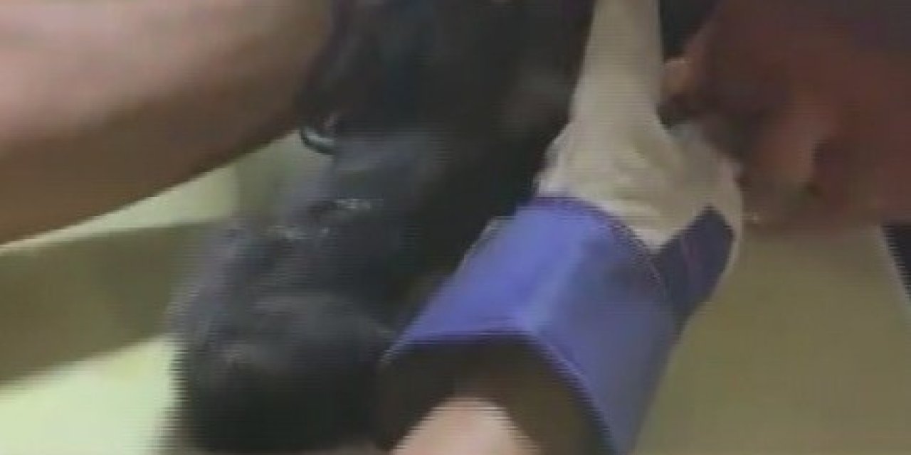 Su Borusuna Sıkışan Yaramaz Kedi, Boru Kesilerek Kurtarıldı