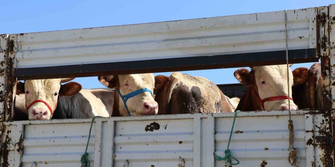 Doğu’da Kurbanlık Sevkiyatına Sıkı Denetim