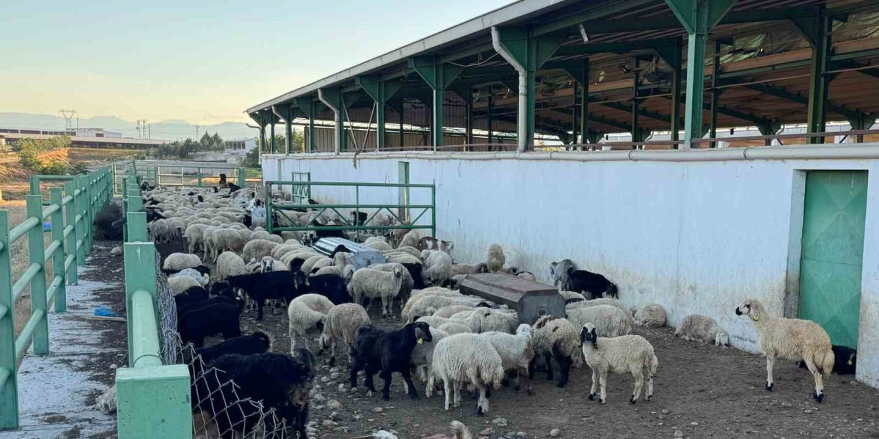 Uzmanından Kurbanlık Seçimi Önerileri