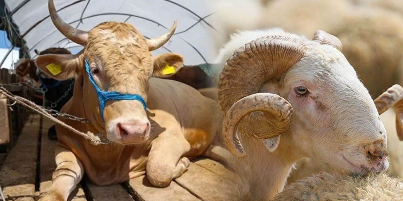 Rize'de Kurban Kesim Ücretleri Açıklandı