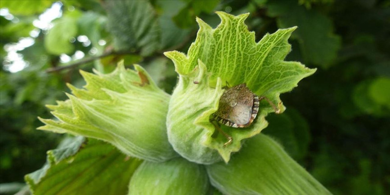 Kahverengi kokarcanın fındığa zararlı etkileri araştırılıyor