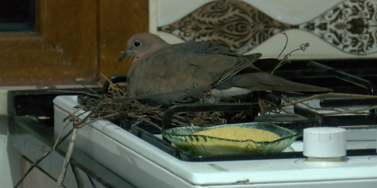 Sancaktepe'de kumru evlerine yuva yaptı; 4 gündür mutfağa girmiyorlar