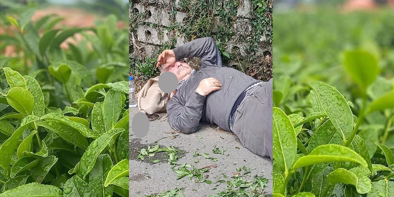 Rize'de Yaş Çay Hasadında Yüksekten Düşen Kitapçı Yaralandı