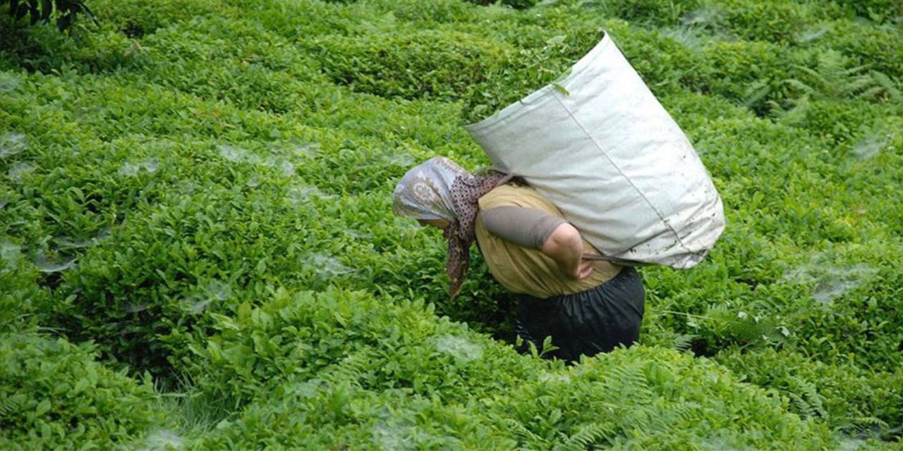 ÇAYKUR, 2. Sürgünü Tamamladı, 3. Sürgünü Açtı
