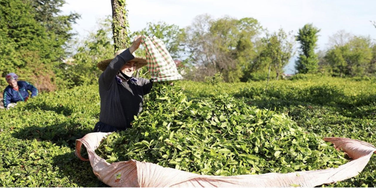 ÇAYKUR, üreticilerden 550 bin ton yaş çay aldı