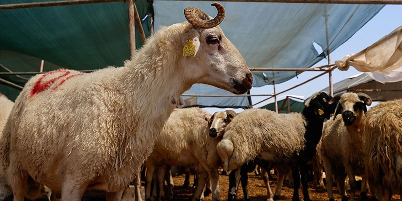 Türk Kızılay, kurban vekaleti bedellerini açıkladı