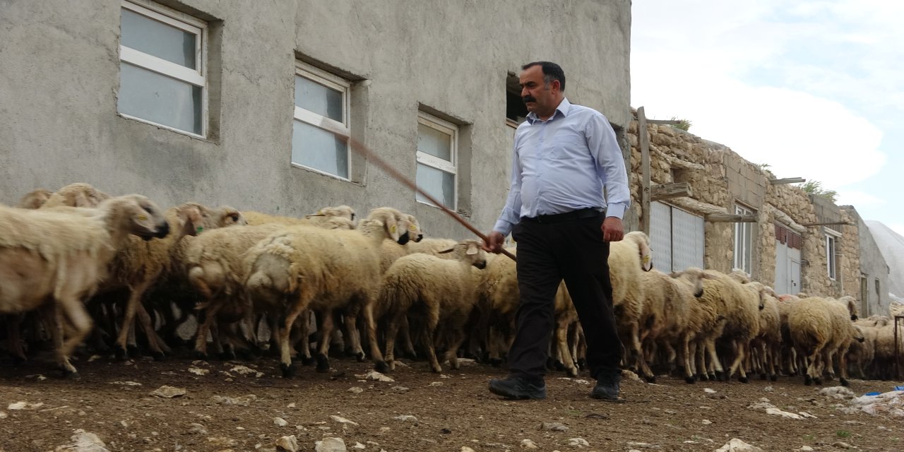 40 bin TL maaşla çoban bulamayan köylüler, hayvanlarını satıyor