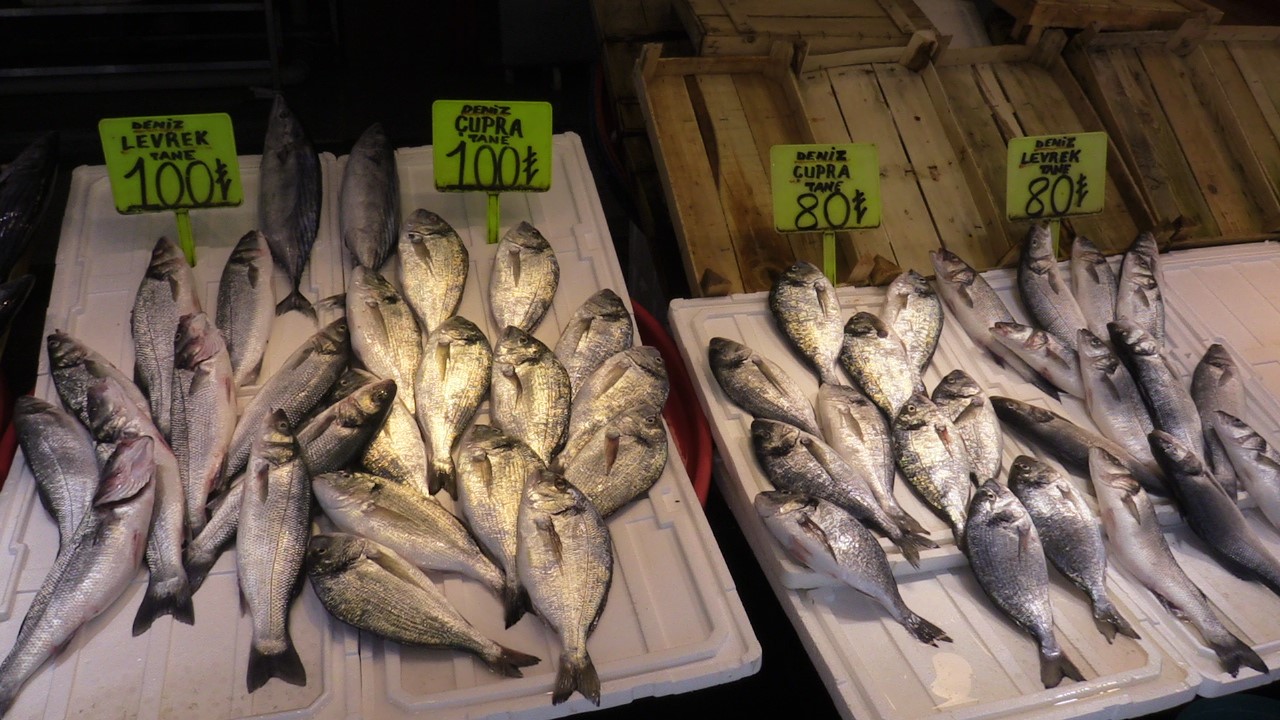 Bu yıl hamsi ve çinekop bol olacak