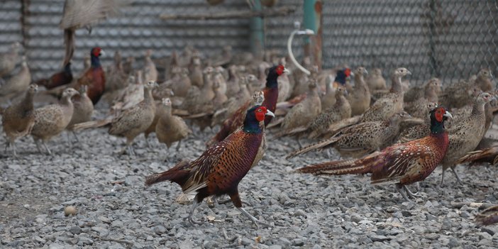 Samsun'da 55 yılda yetiştirilen 369 bin sülün farklı illerde doğaya salındı