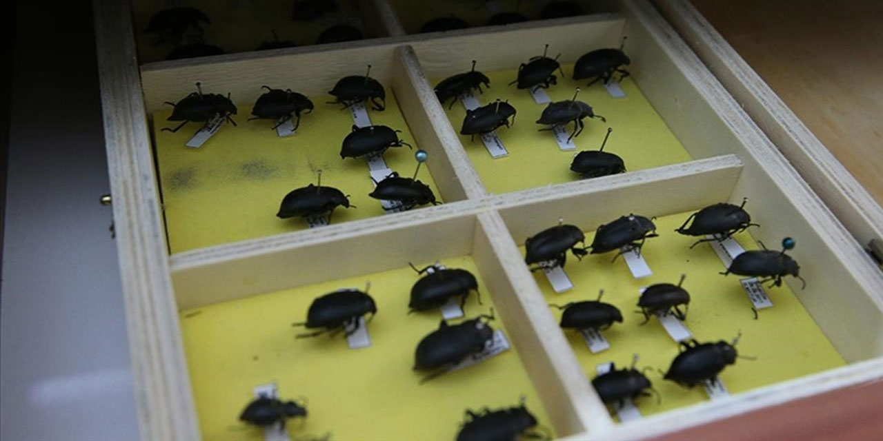 Tokat'ta üniversitenin "böcek müzesi"nde binden fazla tür bulunuyor