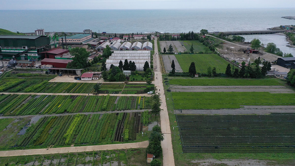 25 hektar alanda yetiştirilen fidan ve çiçekler toprakla buluşturulacak
