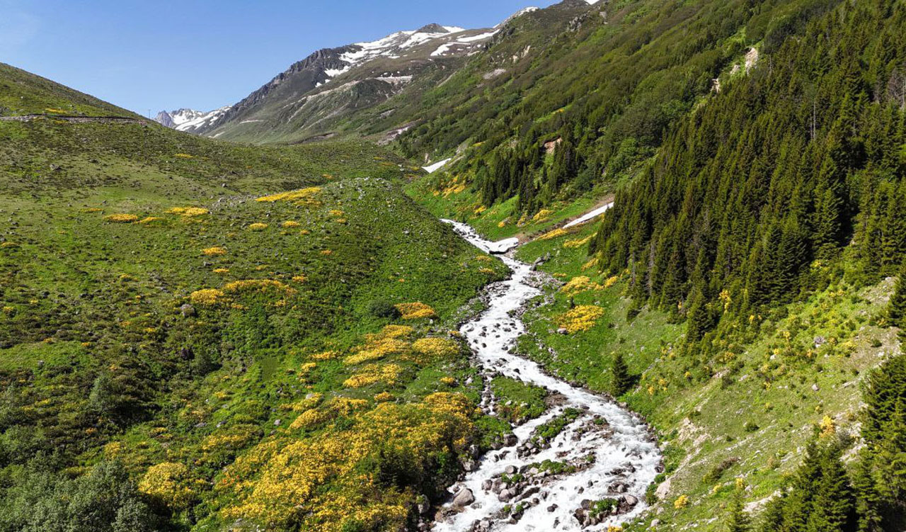 Kaçkar Dağları'nda endemik bitki türleri çiçek açtı