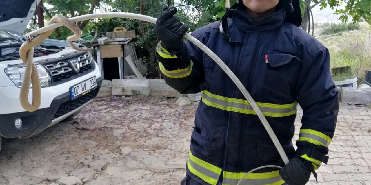 Hava Isındı, Yılan Korkusu Başladı