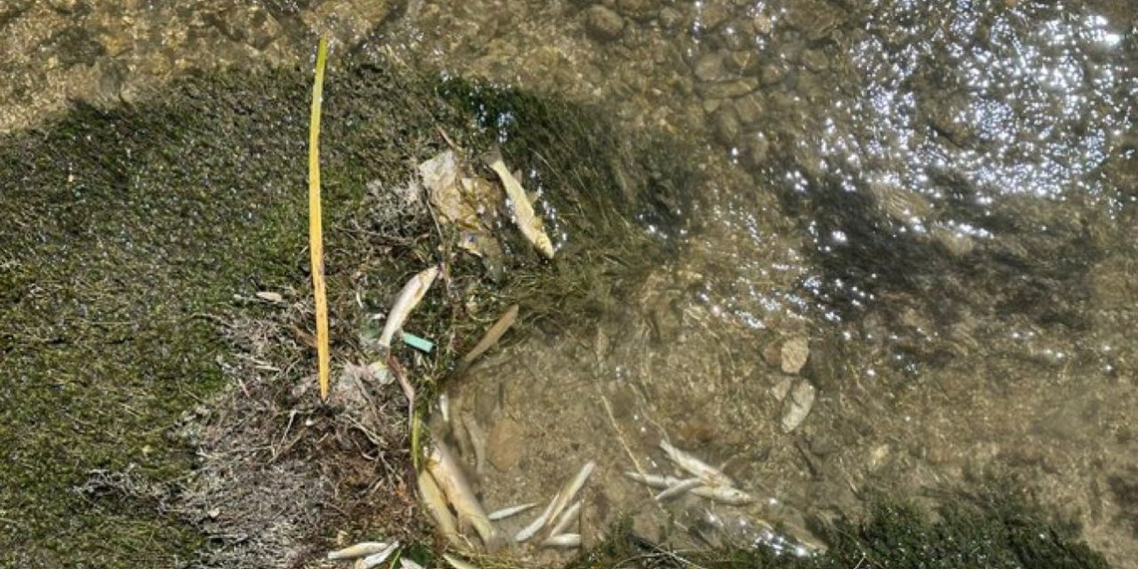 Sivas’ta Çayda Balık Ölümlerine İnceleme