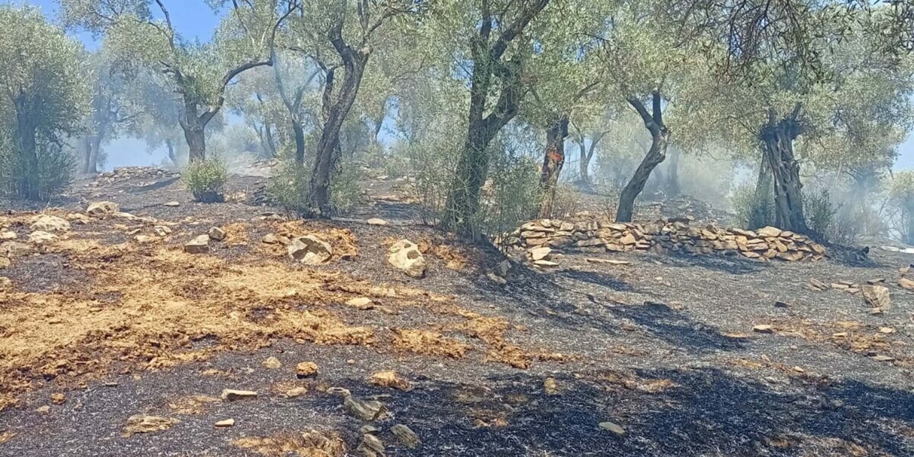 Aydın'da Zeytinlik Yangınında 30 Dönüm Alan Zarar Gördü