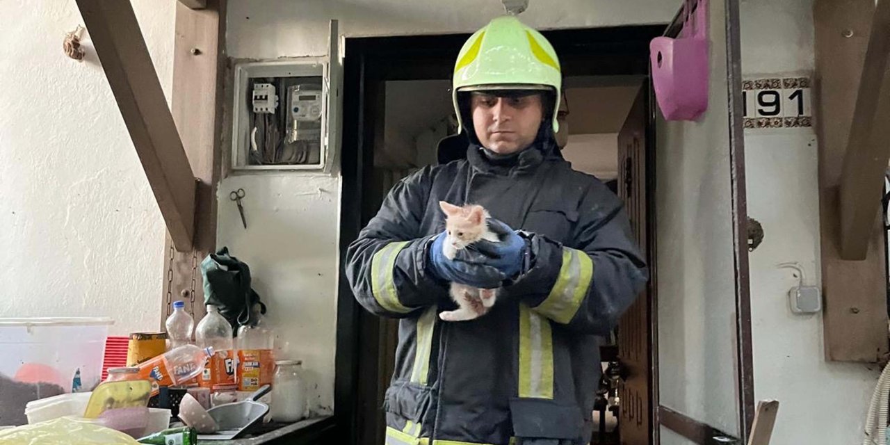 Bodrum'da İtfaiye, Villada Çıkan Yangında Kedileri Kurtardı